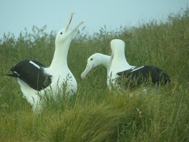 Royal albatross "teenagers" Dec 2015